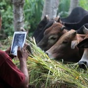 Hukum Kurban Lewat Layanan Online, Apakah Tetap Sah?