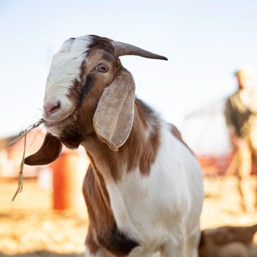 Mana yang Lebih Baik Kurban 1 Kambing atau Patungan 1-7 Sapi? Ini Kata UAS