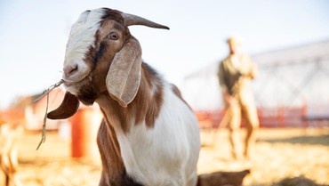 img-title Mana yang Lebih Baik Kurban 1 Kambing atau Patungan 1-7 Sapi? Ini Kata UAS