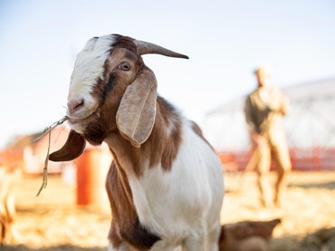 img-title Mana yang Lebih Baik Kurban 1 Kambing atau Patungan 1-7 Sapi? Ini Kata UAS
