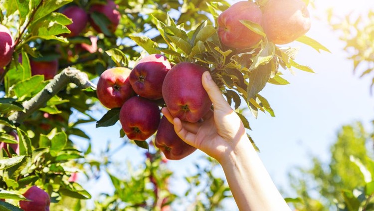 Ilustrasi pohon apel Fresh, organic apple plucked from the branch.