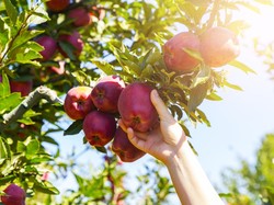 Ketika Pohon Menjalar ke Lahan Tetangga, Siapa Berhak atas Buahnya?