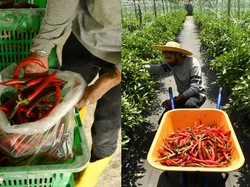 Jadi Petani Cabai, Mantan Insinyur Raup Rp 193 Juta Tiap Musim Tanam