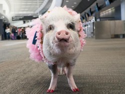 LiLou Si Babi Terapi, Cara Unik Bandara San Francisco Hibur Penumpang