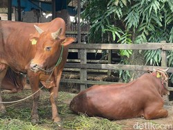 Tata Cara Penyembelihan Hewan Kurban yang Benar Menurut Syariat Islam