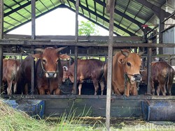 Video: Hati-hati Sapi Gelonggongan saat Memilih Hewan Kurban