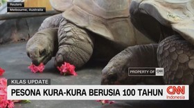 VIDEO: Pesona Kura-Kura Berusia 100 Tahun