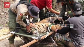 VIDEO: Momen BKSDA Evakuasi Harimau Sumatra Kondisi Kritis di Jambi