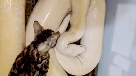 Viral Pria di Gresik Beri Makan Ular Peliharaannya dengan Kucing