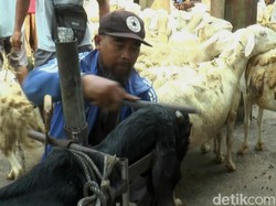 Jelang Iduladha, Jasa Salon Kambing di Purbalingga Laris Manis