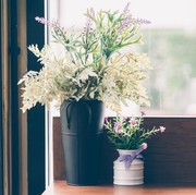 5 Tanaman Aromatik Ampuh Mengusir Kecoa di Rumah