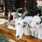 Bolehkah Niat Kurban Sekaligus Akikah? Ini Penjelasannya