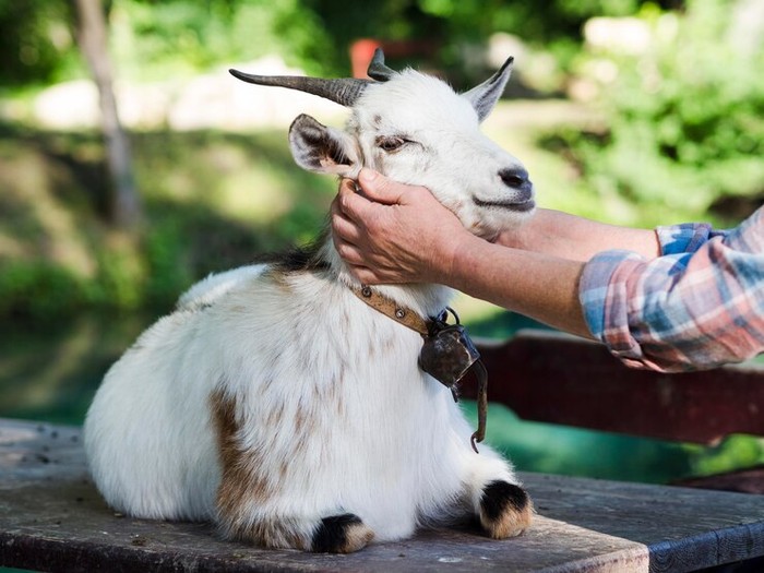 Ilustrasi kambing/ Foto: Freepik.com/freepik
