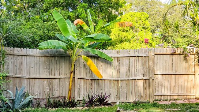 10 Tanaman yang Disukai Ular, Cek Apakah Ada di Pekarangan