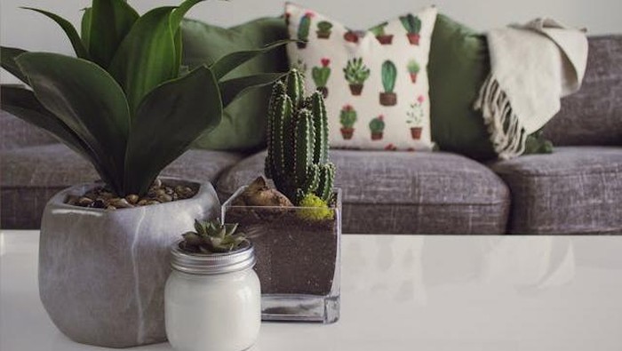 Anti Ribet, Ini 4 Tips Merawat Tanaman di Dalam Rumah