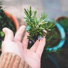 7 Tanaman Hias yang Bagus untuk Kesehatan Paru-Paru, Bisa Ditanam di Rumah!