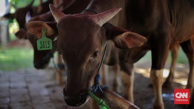 Menyembelih hewan qurban saat Idul Adha tidak boleh sembarangan. Terdapat ketentuan dan syarat hewan qurban yang harus dipenuhi sesuai syariat Islam.