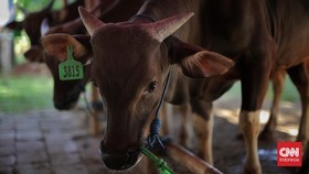 Ketentuan Hewan Qurban untuk Idul Adha sesuai Syariat Islam