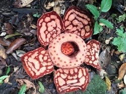 Rafflesia Hasseltii Langka Ditemukan Mekar di Hutan Muratara