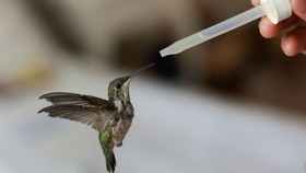 FOTO: Merawat Burung Kolibri di Ruang-ruang Kecil Apartemen Meksiko