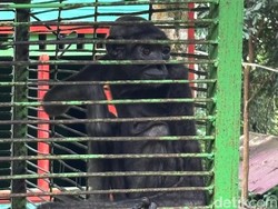 Kisah Owa Gollum, Primata Kalimantan yang Dipelihara Ilegal hingga Malnutrisi