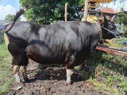 Prabowo Beli Sapi Kurban Berbobot 772 Kg Seharga Rp 75 Juta di Buleleng