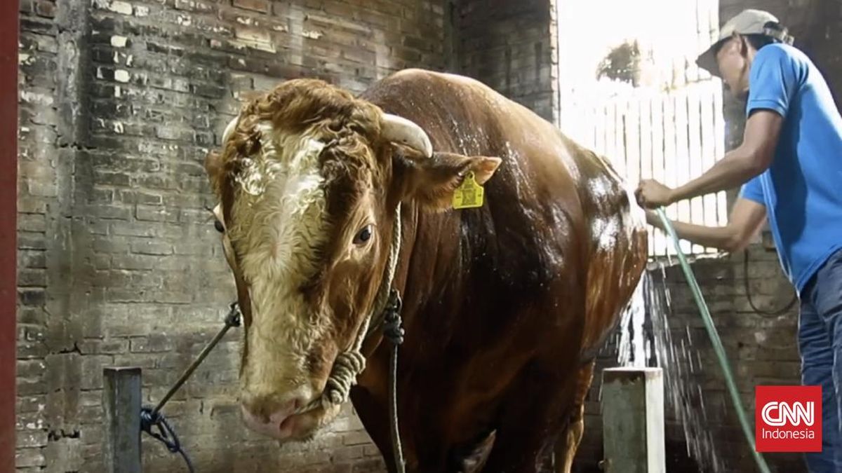 Sapi Kurban Prabowo di Surabaya Diberi Nama Bruno Gemoy, Berat 845 Kg
