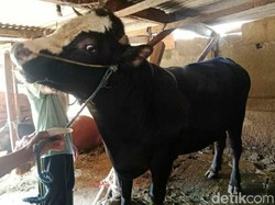 Prabowo Beli Sapi Milik Peternak di Kota Malang Seharga Rp 75 Juta