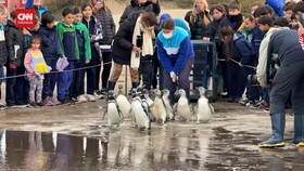VIDEO: Penguin Geal Geol Semangat Balik ke Alam Usai Rehab