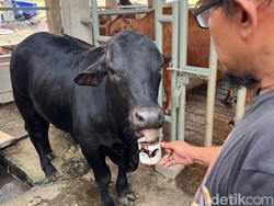 Sapi di Mojokerto Ini Unik, Hobinya Ngopi!