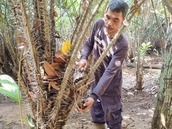Mereka yang Setia Rawat Salak Condet, Maskot Jakarta