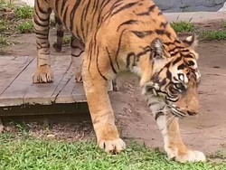 15 Tahun Jadi Koleksi Taman Rimba Jambi, Kini Uni Mati karena Tua dan Sakit