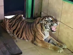 Sebelum Mati, Harimau di Taman Rimba Jambi Tak Nafsu Makan Selama 2 Pekan