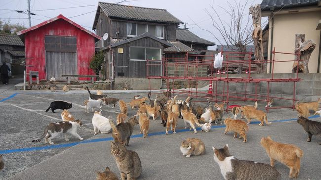 5 Fakta Pulau Kucing yang Bakal Ada di Jakarta, Terinspirasi ala Pulau Aoshima Jepang