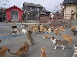 Beragam Respons Warga Jakarta soal Rencana Wisata Pulau Kucing