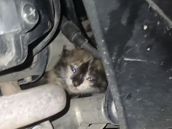 Damkar Palembang Bantu Evakuasi Kucing Terjebak di Mesin Motor