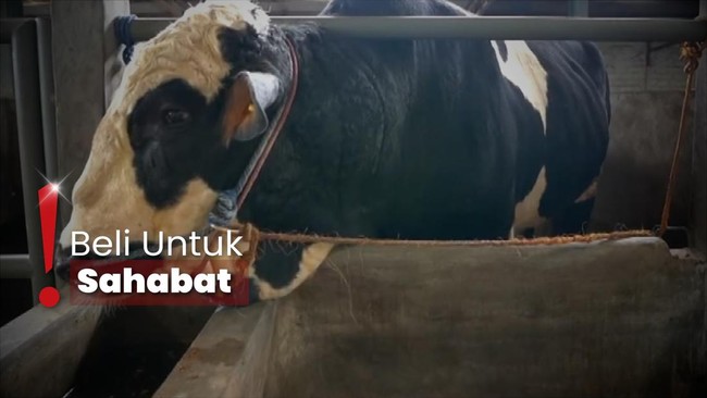 Raffi Hadiahkan Sapi Kurban ke Sonny Septian, Irfan Hakim Sujud Syukur