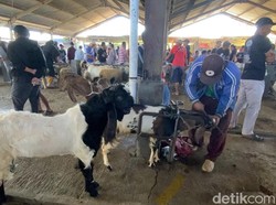 Jasa Salon Kambing di Banjarnegara Cuan Jelang Idul Adha