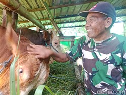 Sapi Peternak di Lombok Timur Dibeli Prabowo Rp 75 Juta untuk Kurban