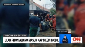 VIDEO: Viral Ular Albino Masuk Kap Mobil Warga