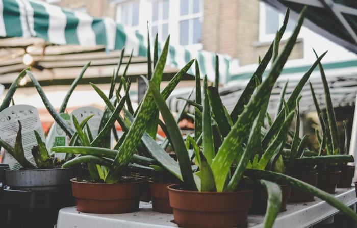 Lidah buaya/ Foto: pexels.com/Cintia Siqueira