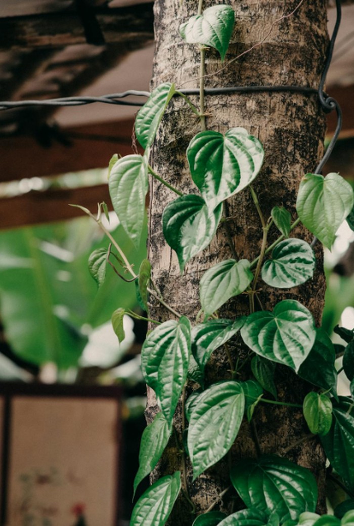 Daun sirih/ Foto: pexels.com/Pew Nguyen