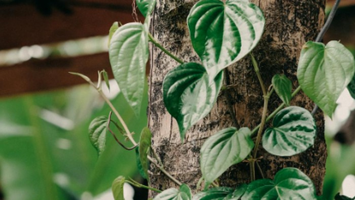 Daun sirih/ Foto: pexels.com/Pew Nguyen