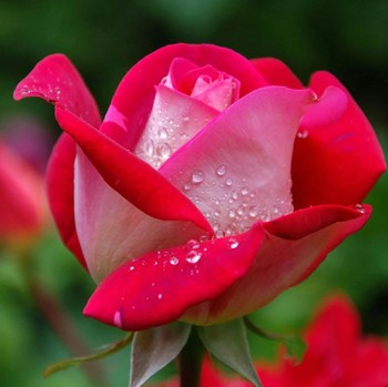 5 Tanaman Herbal yang Jadi Obat Tradisional untuk Menjaga Kesehatan Mata