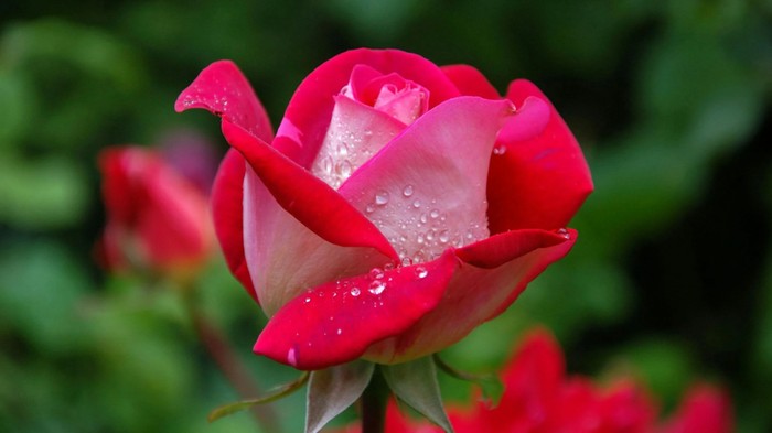 5 Tanaman Herbal yang Jadi Obat Tradisional untuk Menjaga Kesehatan Mata