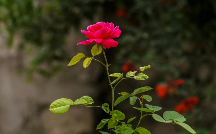 Bunga mawar/ Foto: pexels.com/Samer Daboul