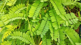 Jarang Diketahui, Ini 7 Manfaat Luar Biasa Daun Saga buat Kesehatan