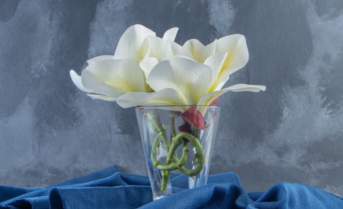 Tanaman peace lily/Foto: freepik.com/azerbaijan_stockers
