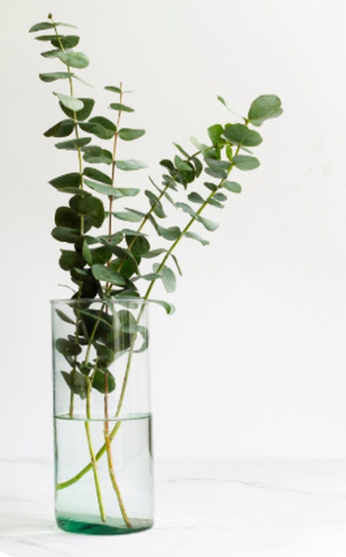 Tanaman kayu putih/Foto: freepik.com/freepik