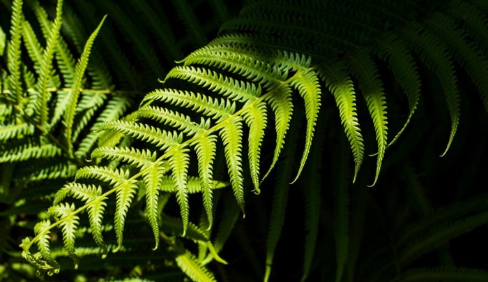 Tanaman pakis/Foto: freepik.com/freepik